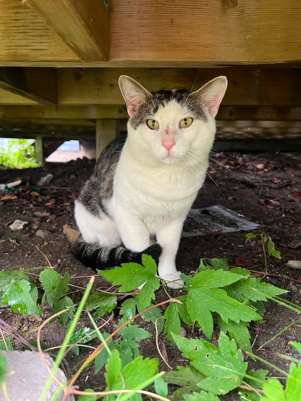 Found cat