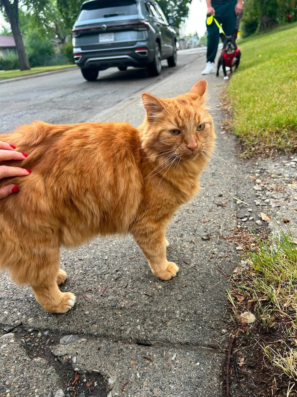 Found cat