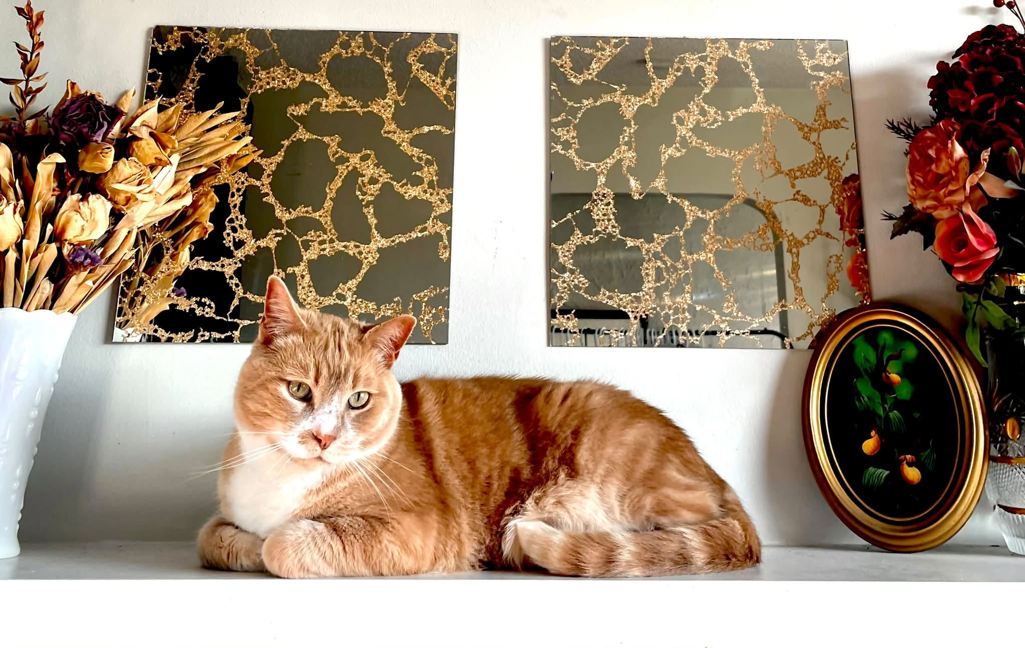 Lost cat