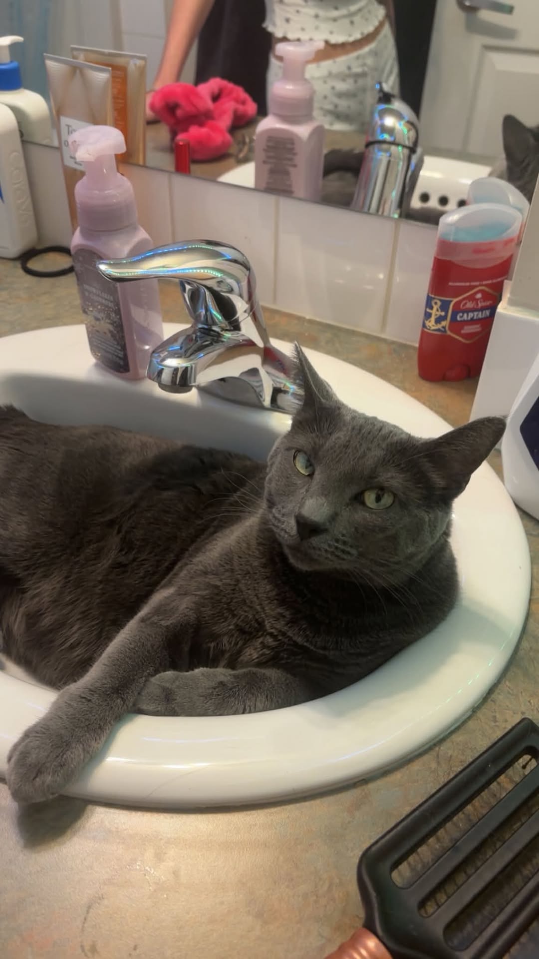Lost cat