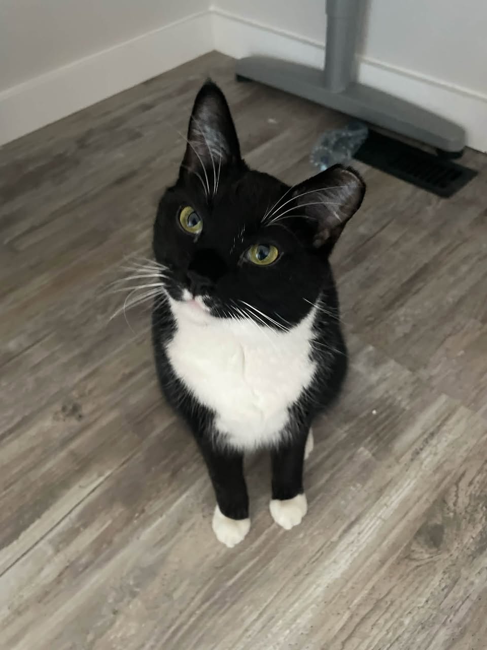 Lost cat