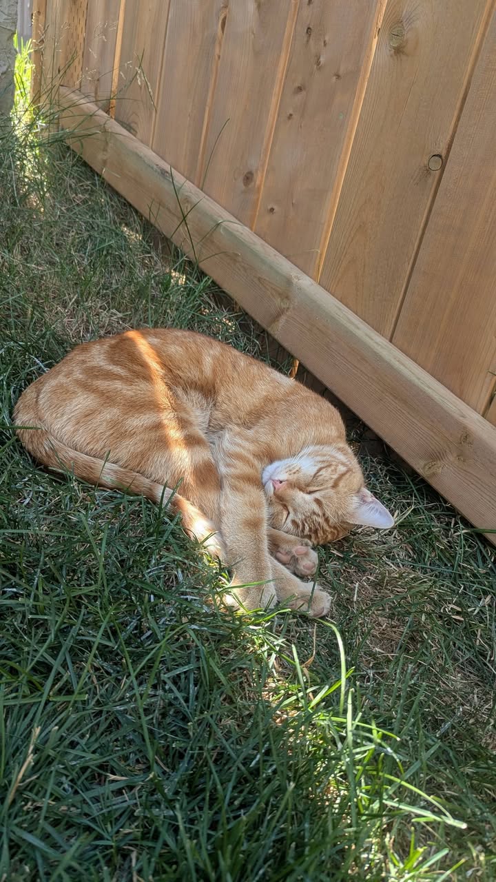 Lost cat