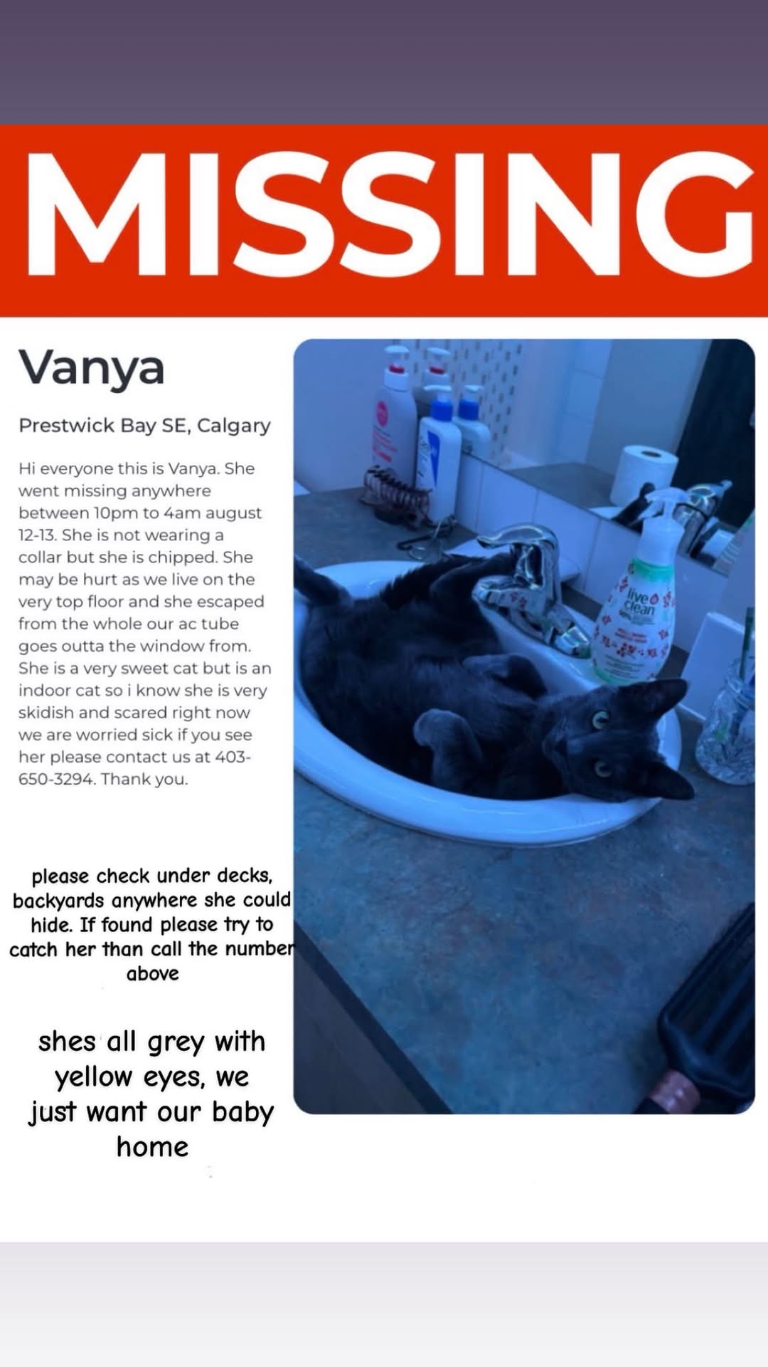 Lost cat