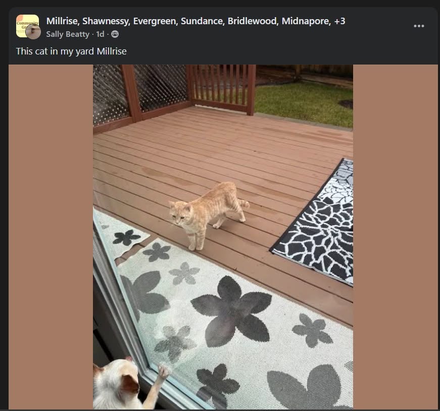 Lost cat