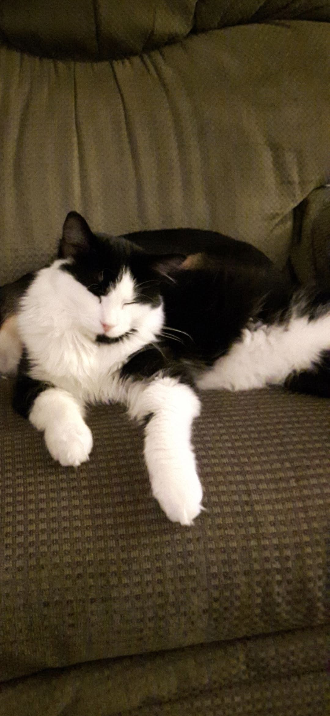 Lost Cat in Acadia