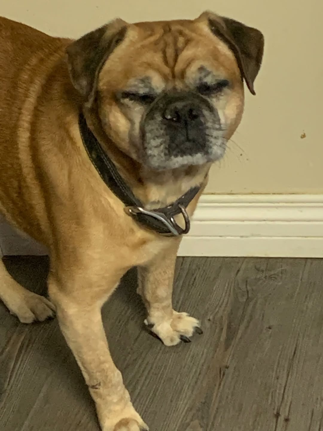Lost dog