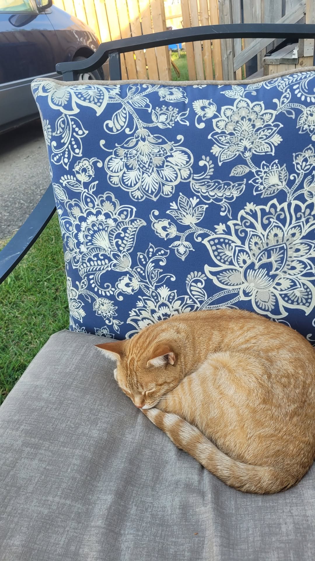 Lost Cat in Calgary Village