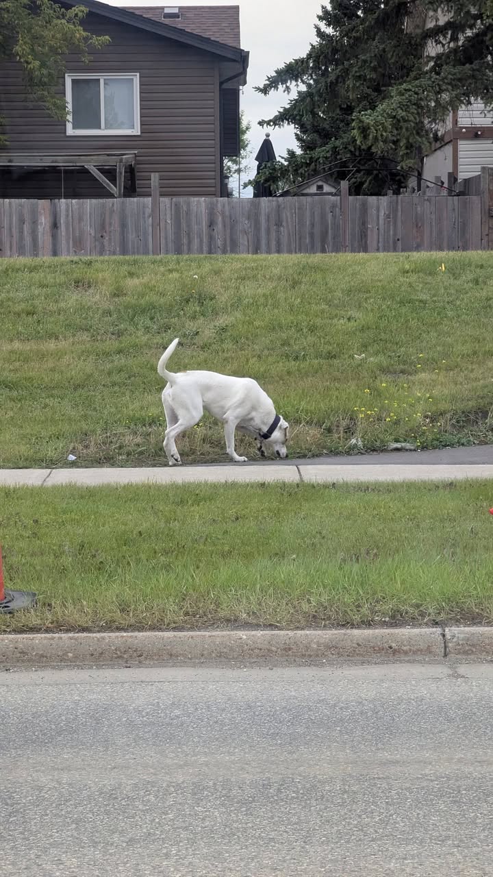 Found dog
