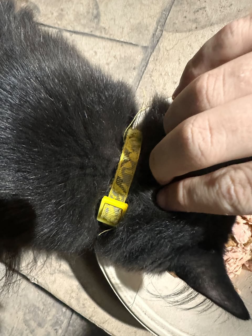 Found cat