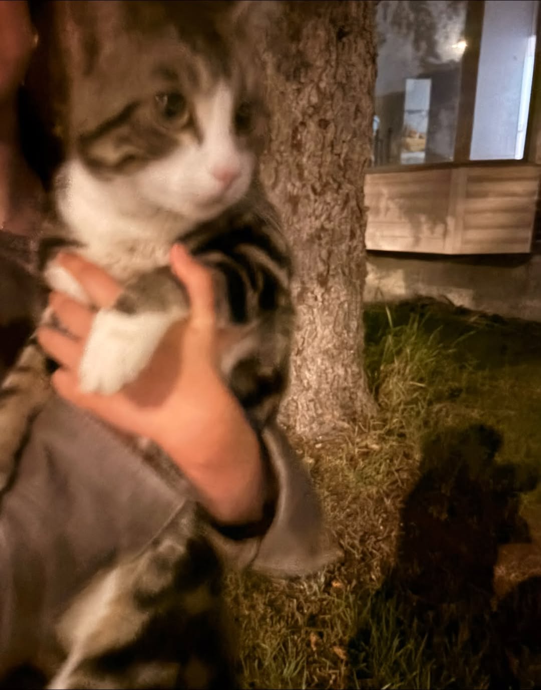 Found cat