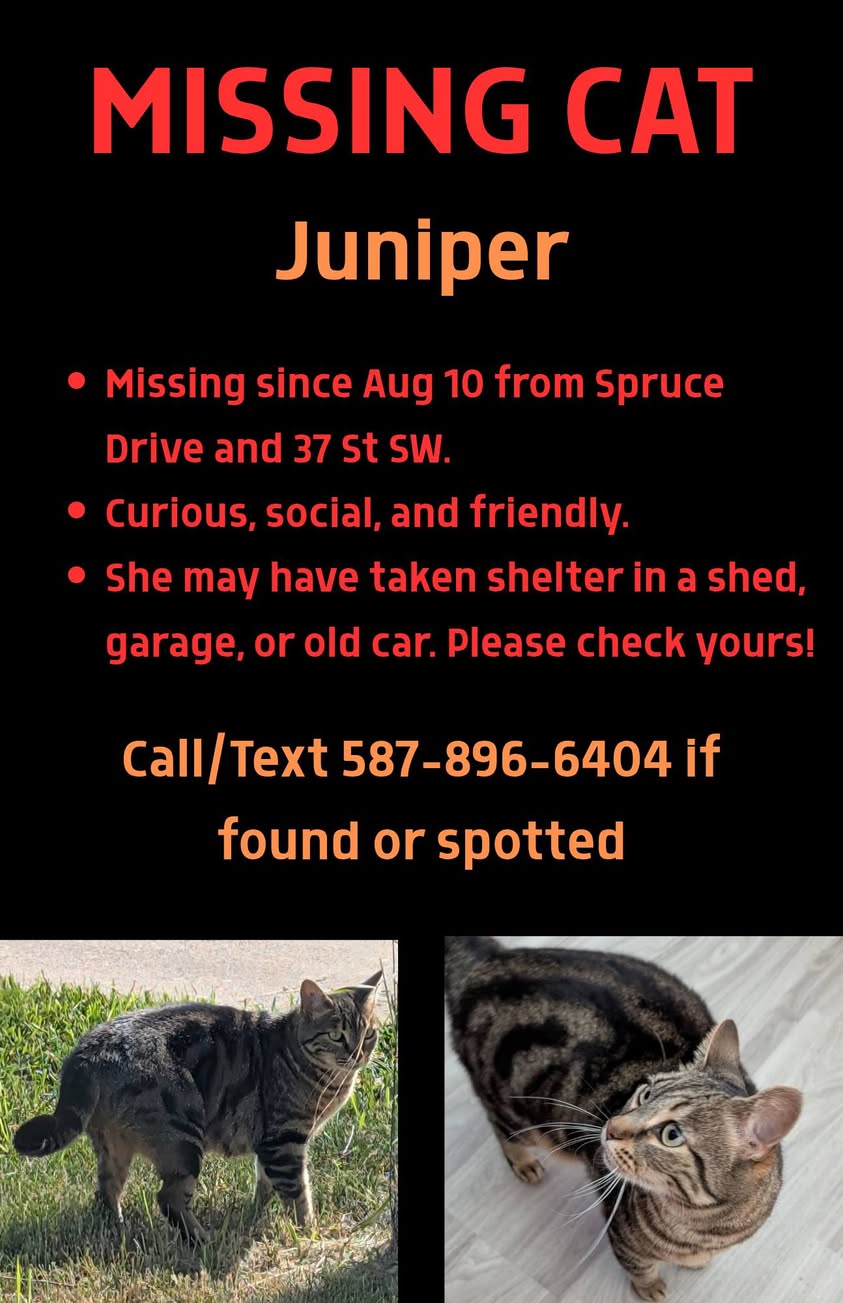 Lost Cat in Calgary