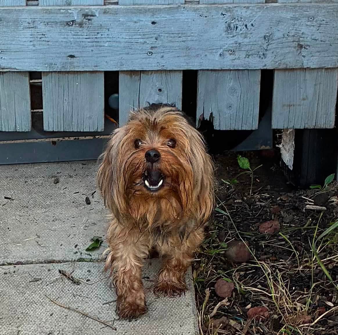 Found dog