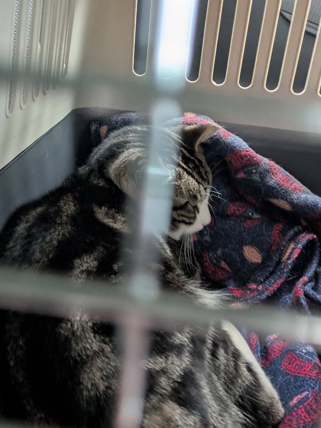 Lost Cat in CTrain Pathway