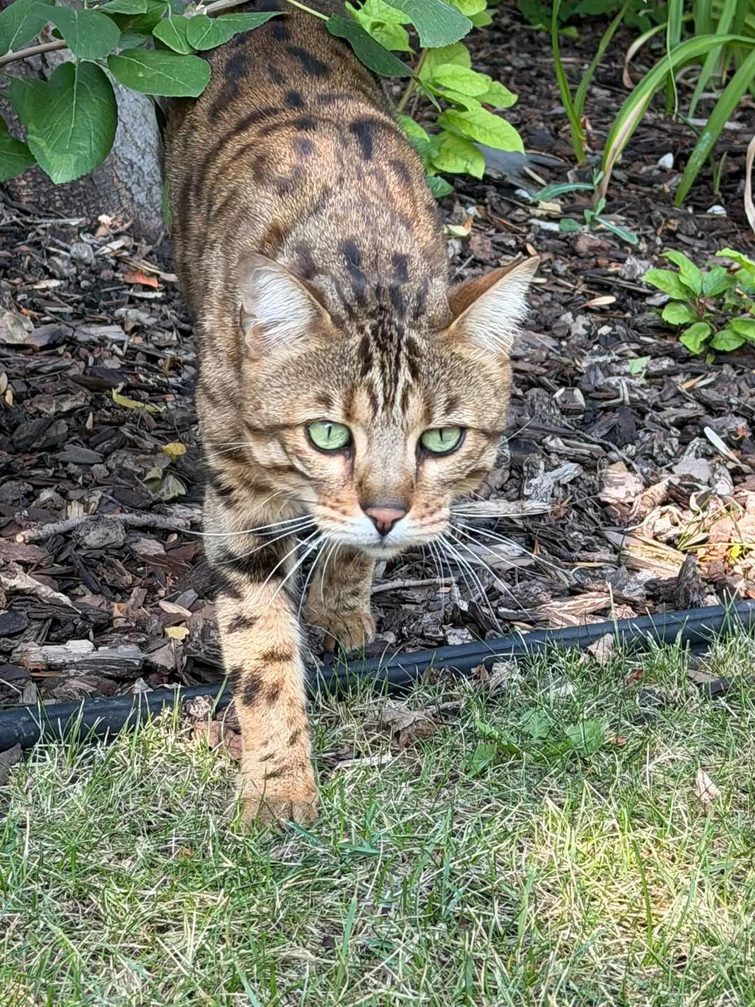 Found cat