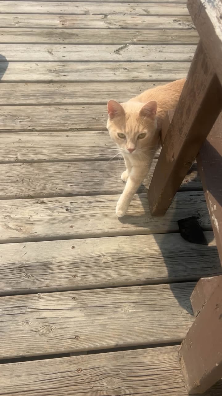 Found cat