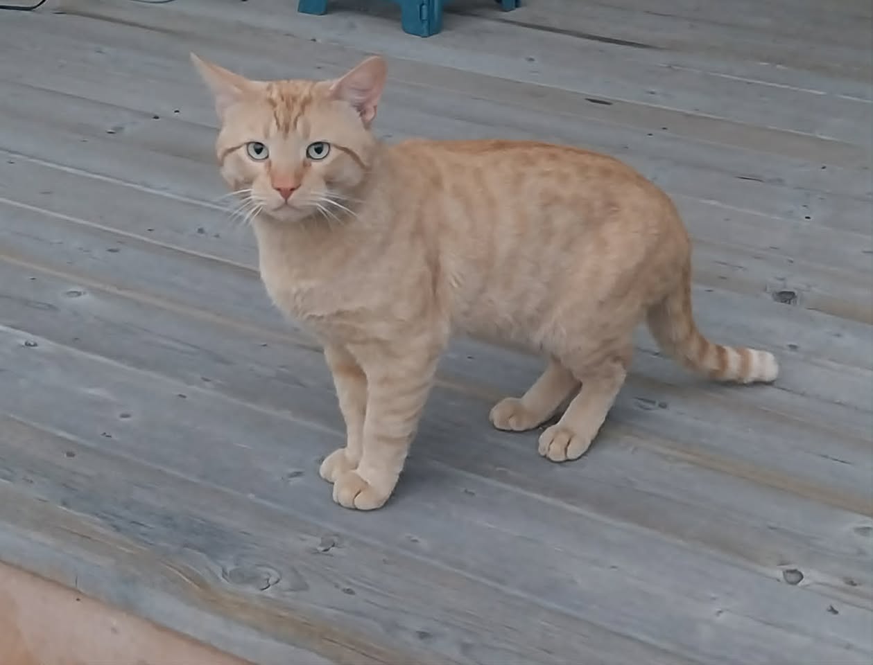 Found cat