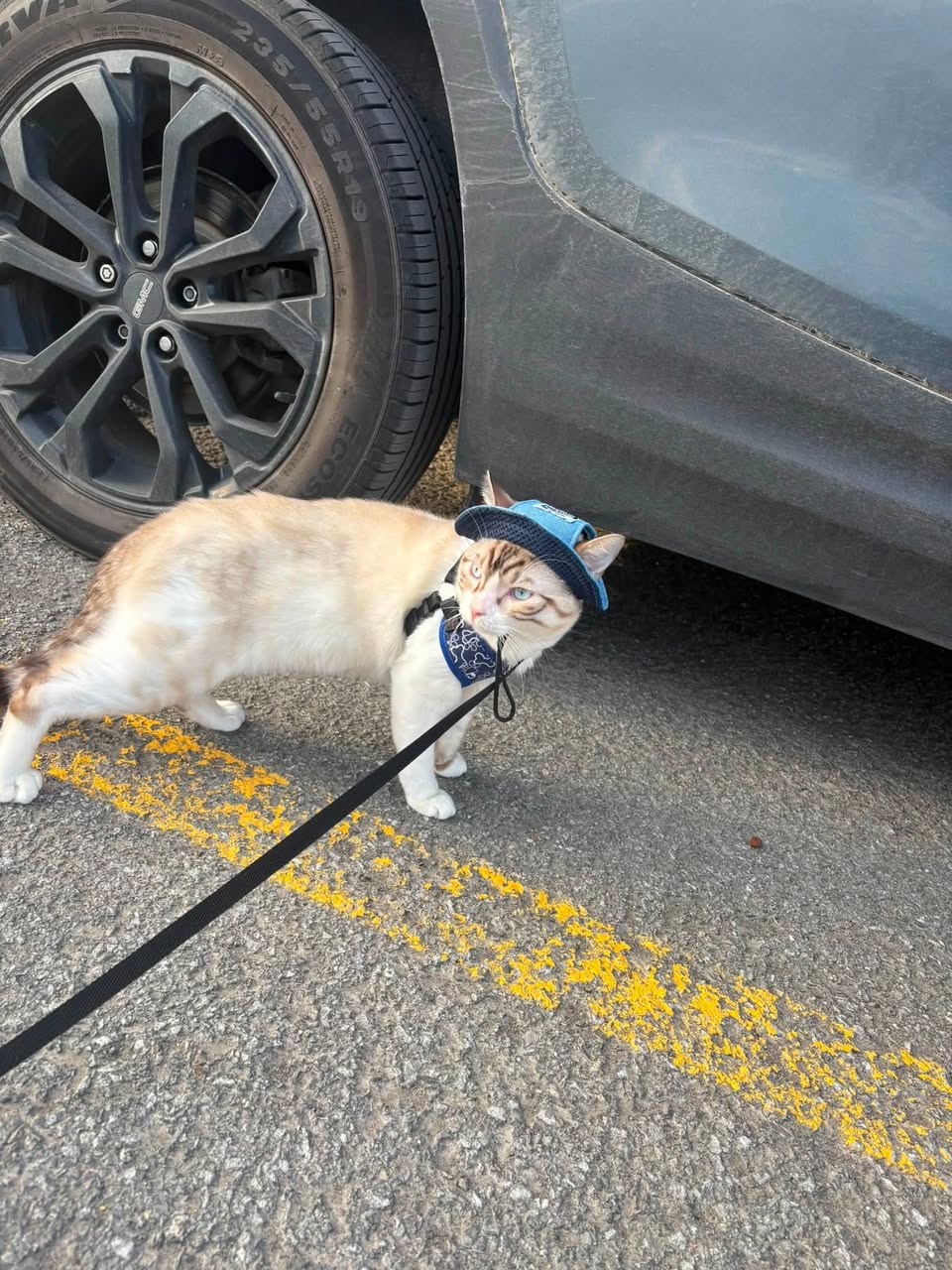 Lost Cat in Calgary