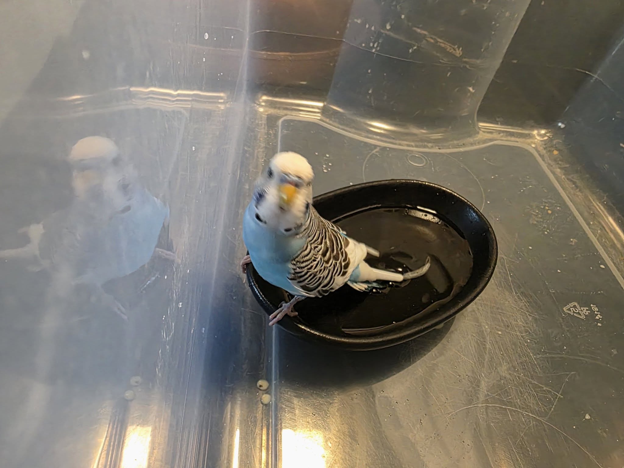 Found budgie