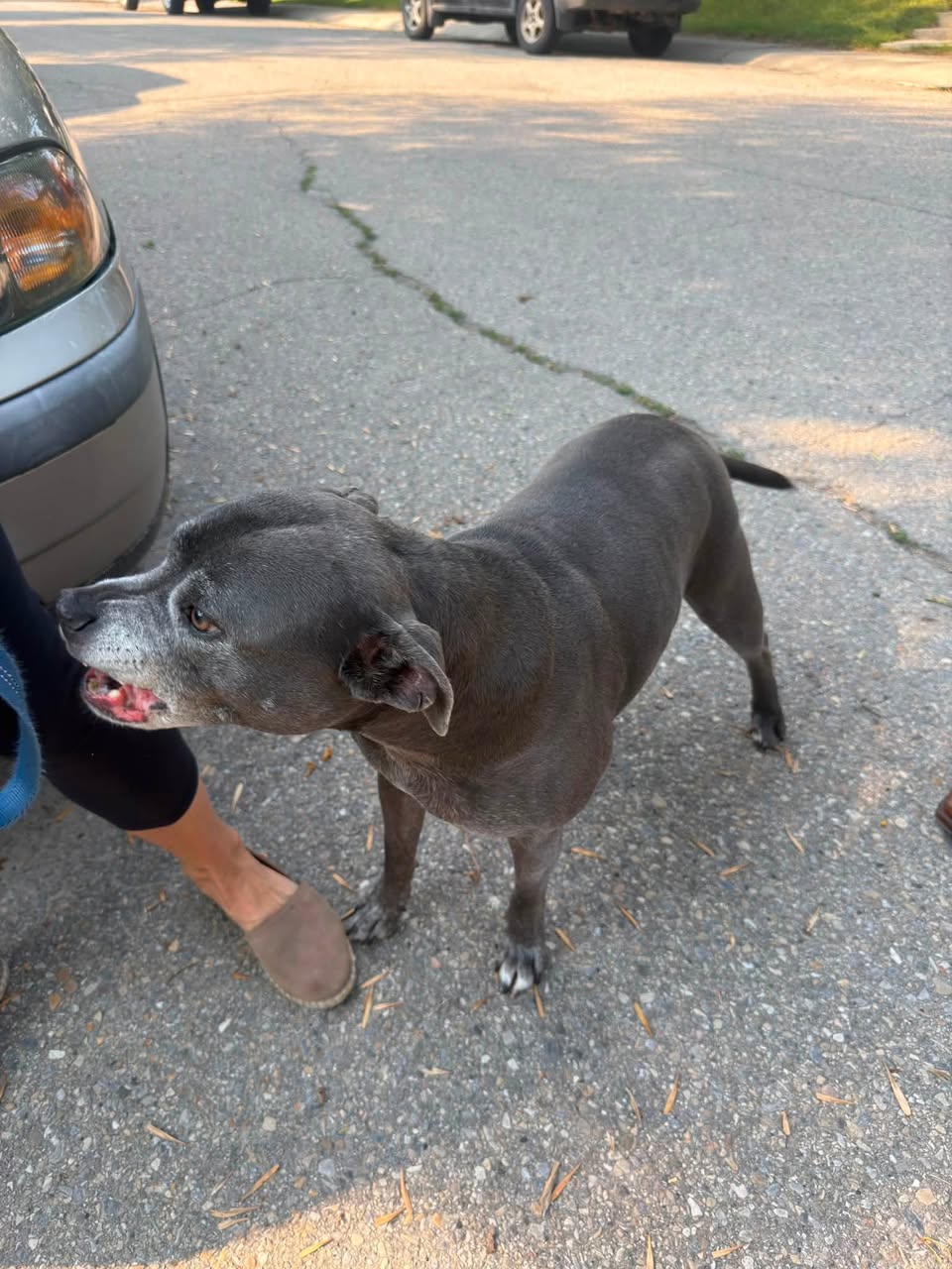 Found dog