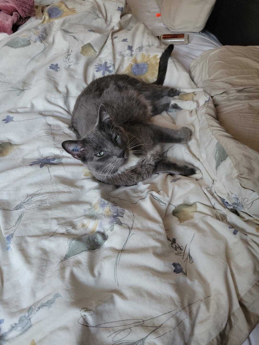 Lost cat