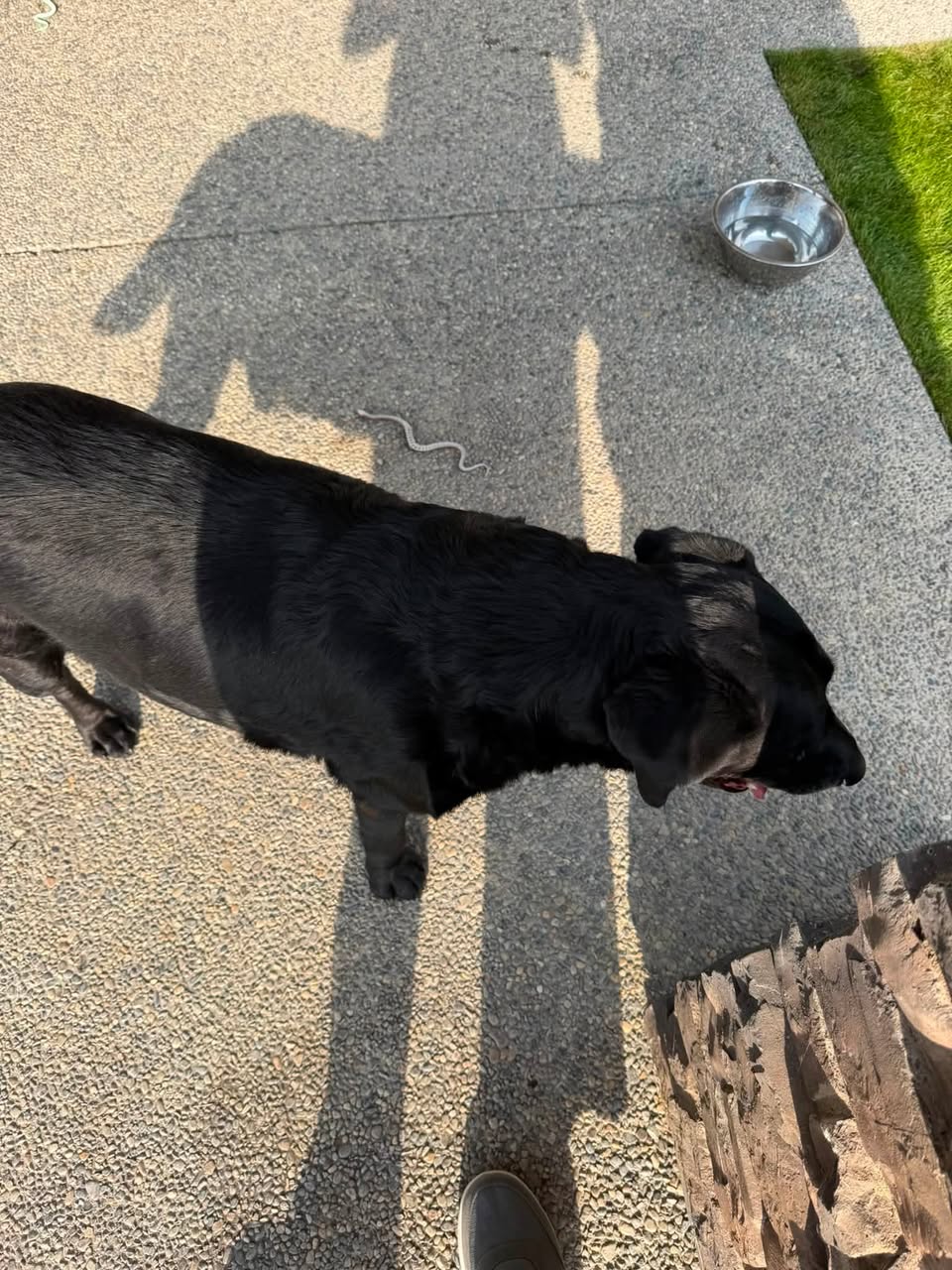 Found dog