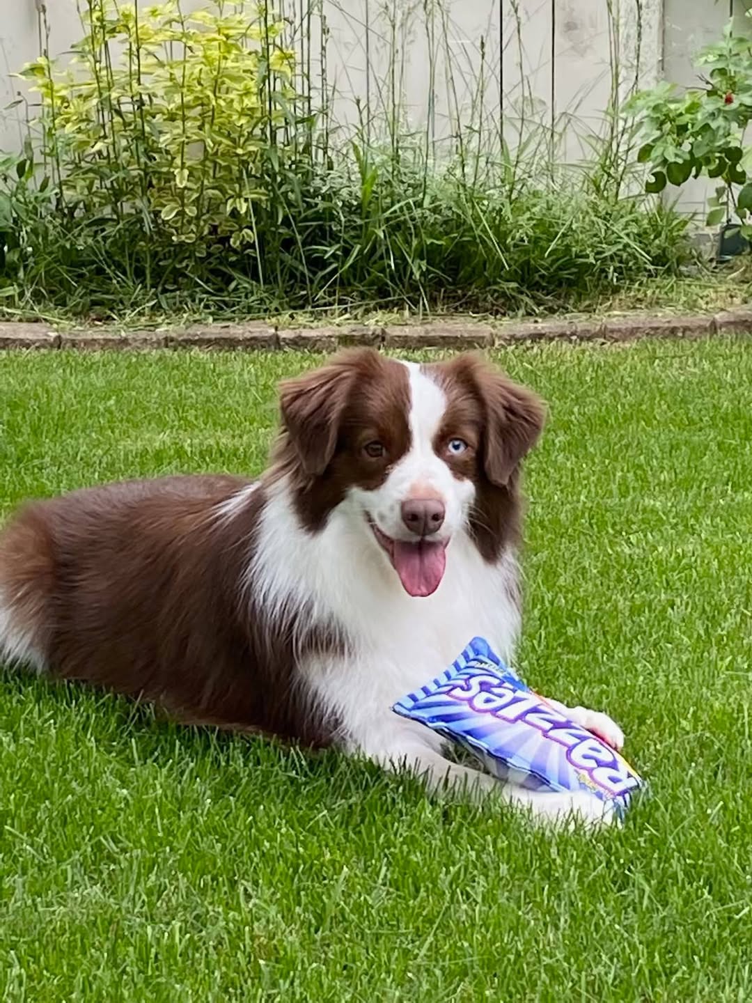 Lost dog