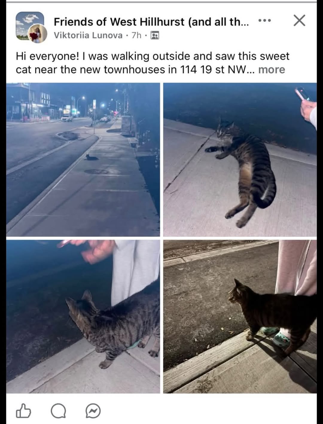 Lost cat