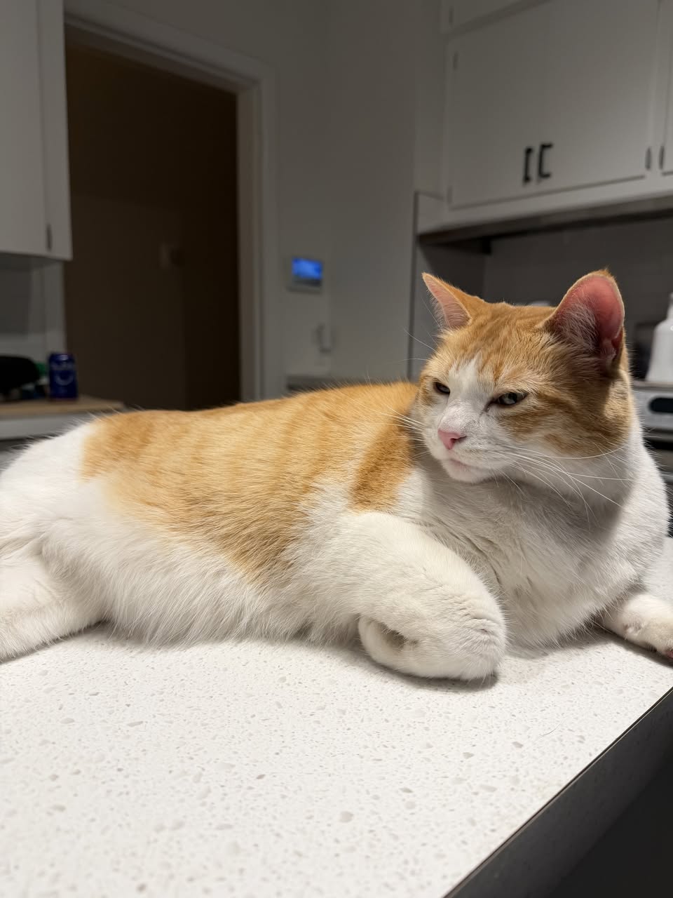 Lost cat