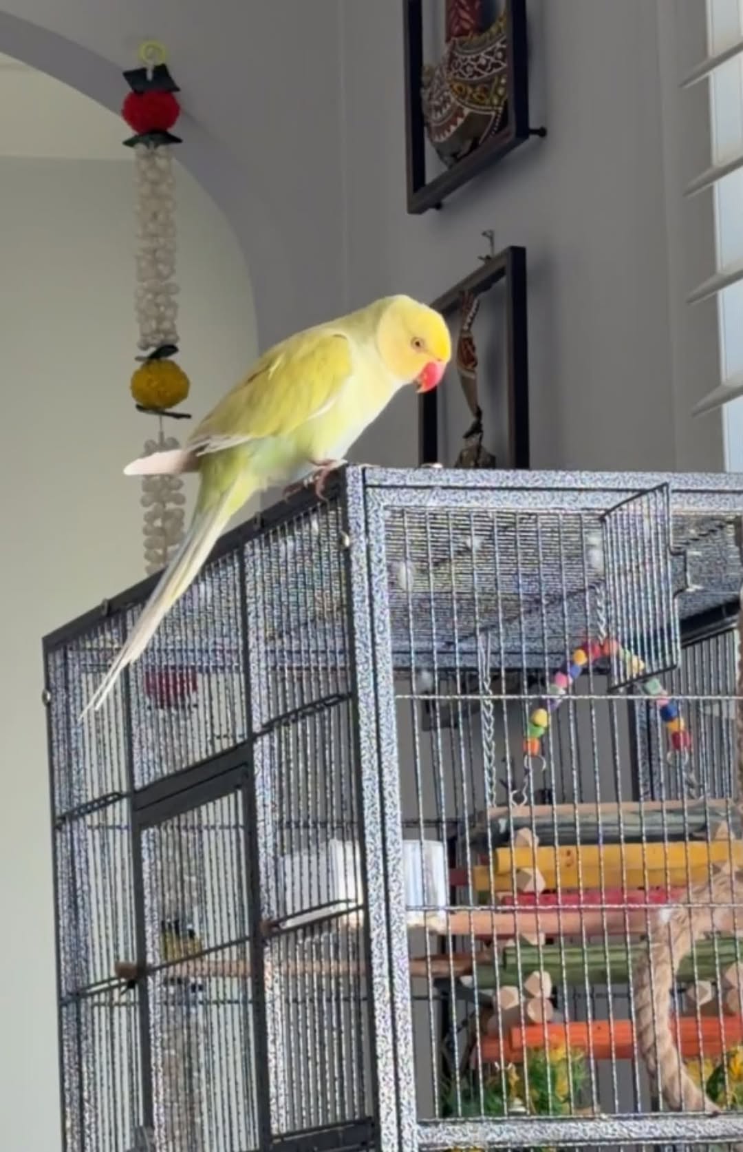 Lost bird