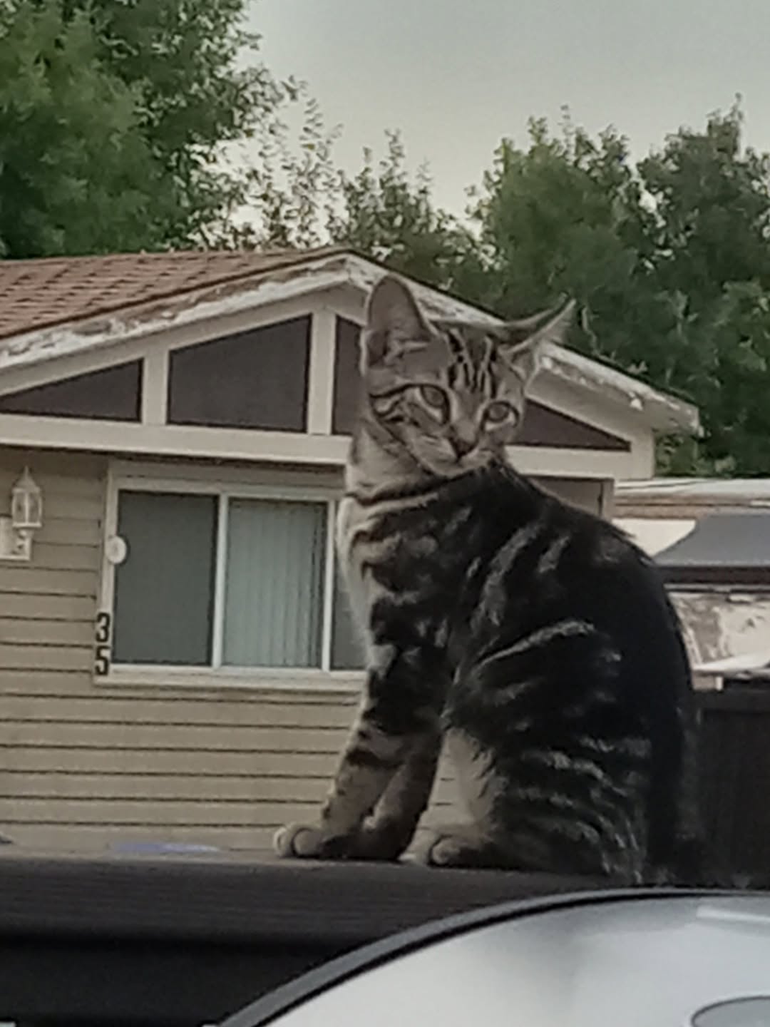 Found cat