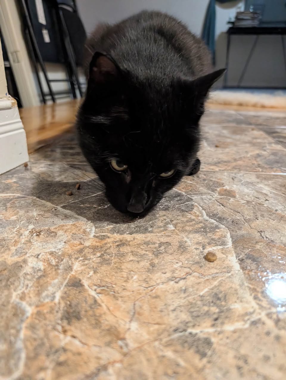 Found cat