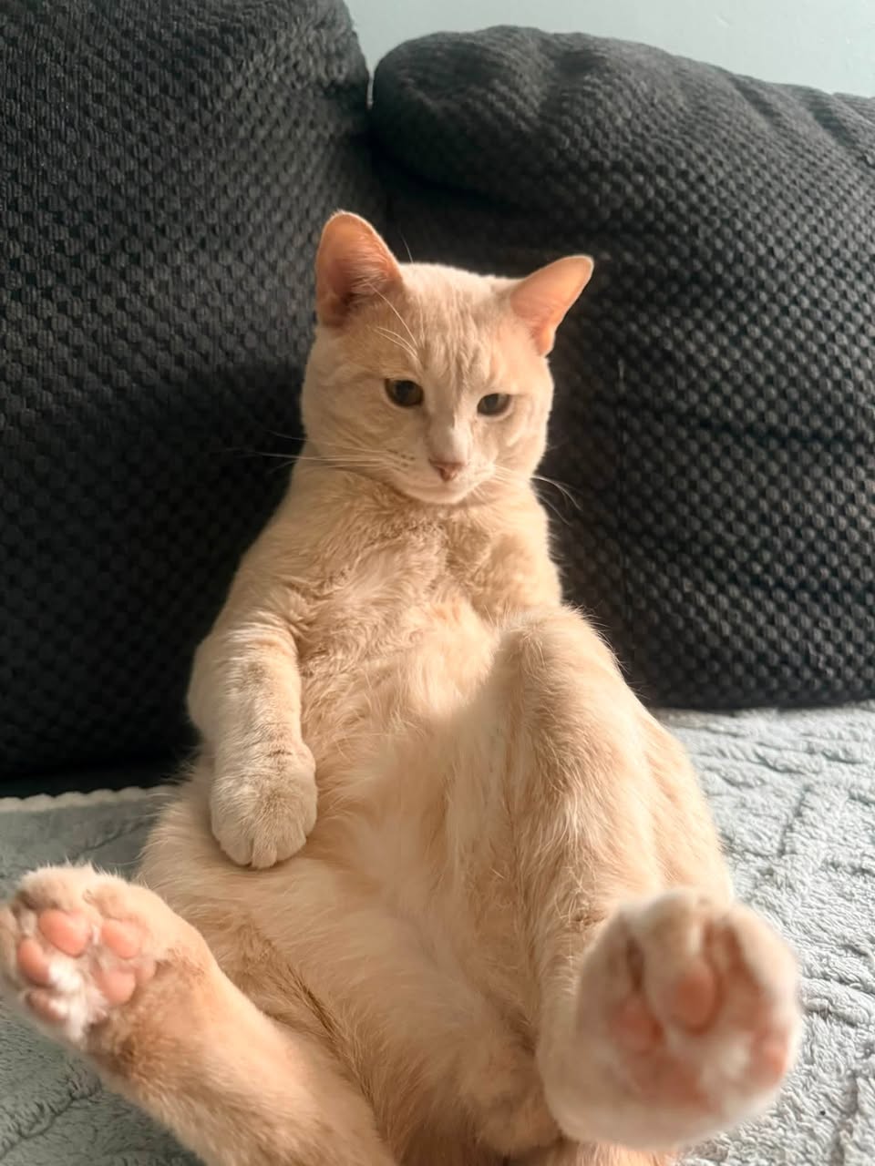 Lost Cat in Coventry Hills
