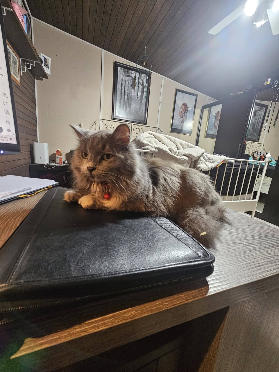 Lost Cat in Canyon Meadows