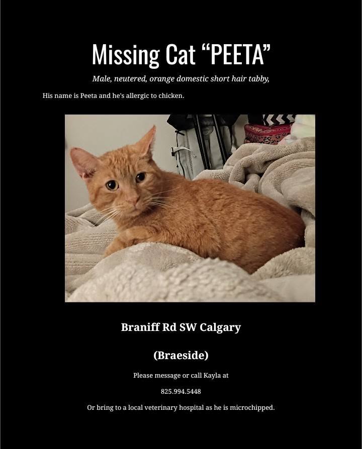 Lost Cat in Calgary
