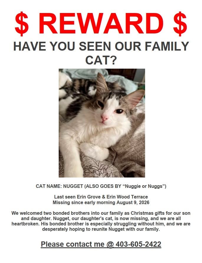 Lost Cat in Erin Grove & Erin Wood Terrace