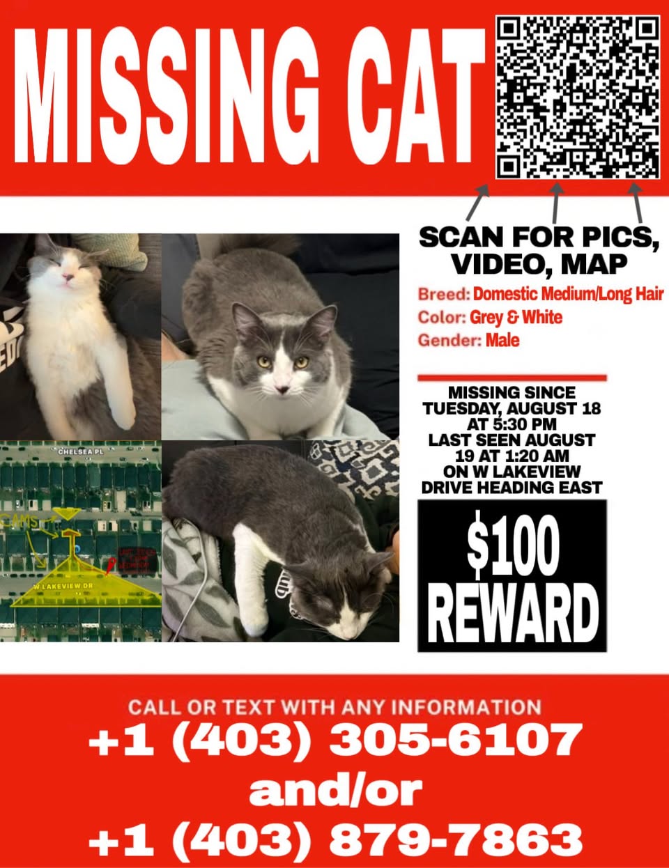 Lost Cat in Calgary