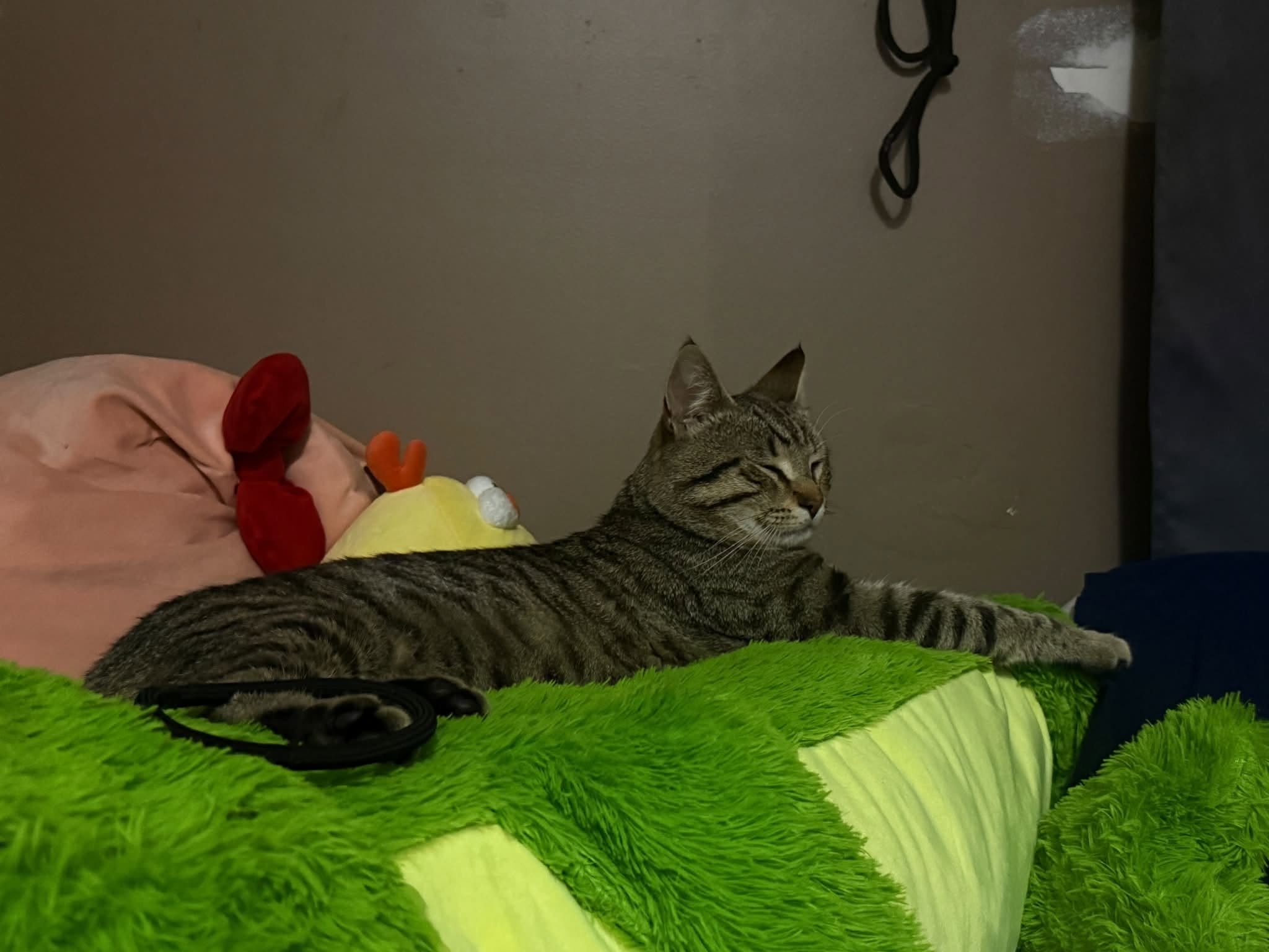 Lost Cat in Marlborough