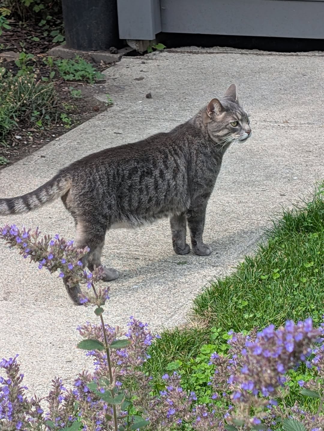 Found cat