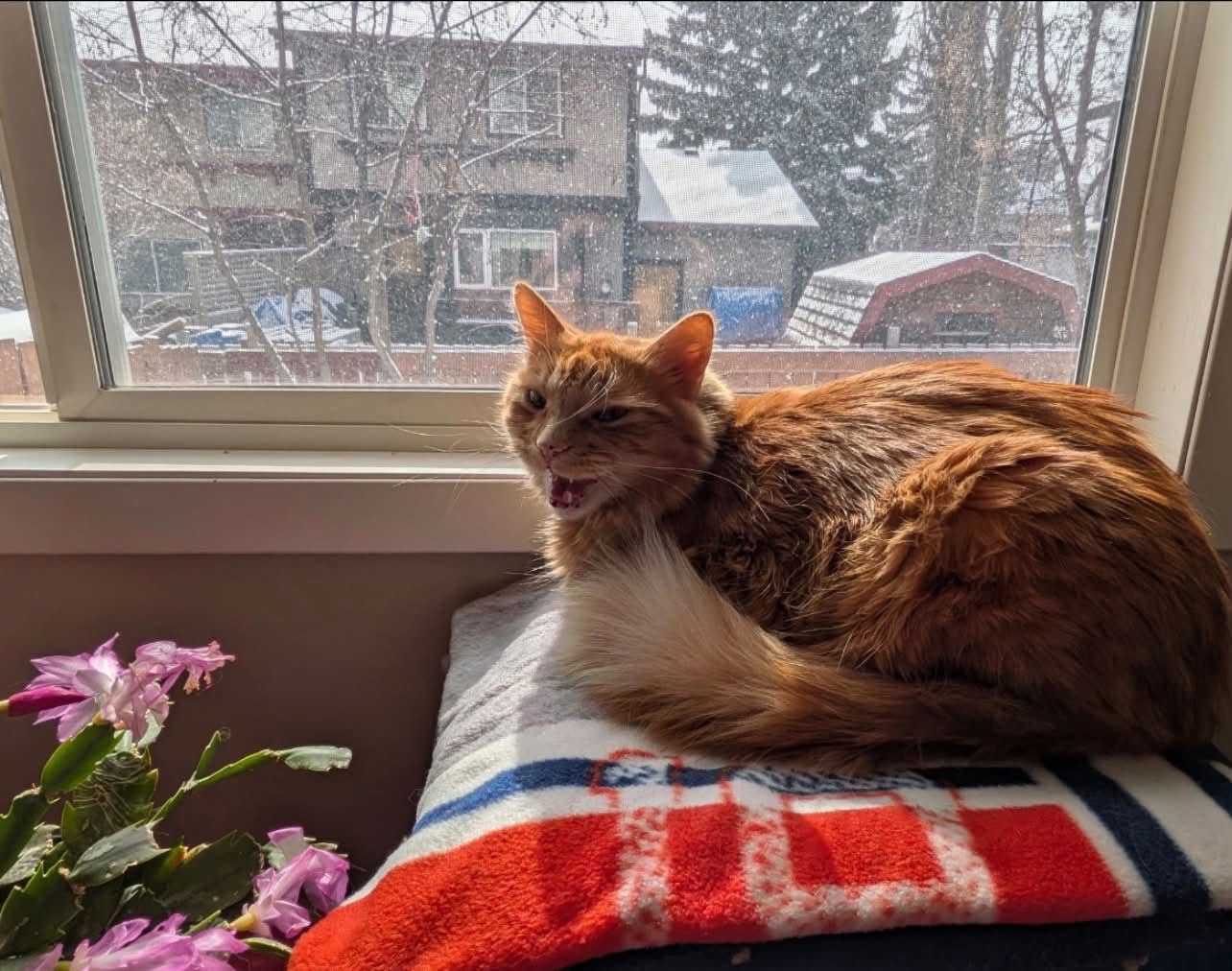 Lost Cat in Canyon Meadows