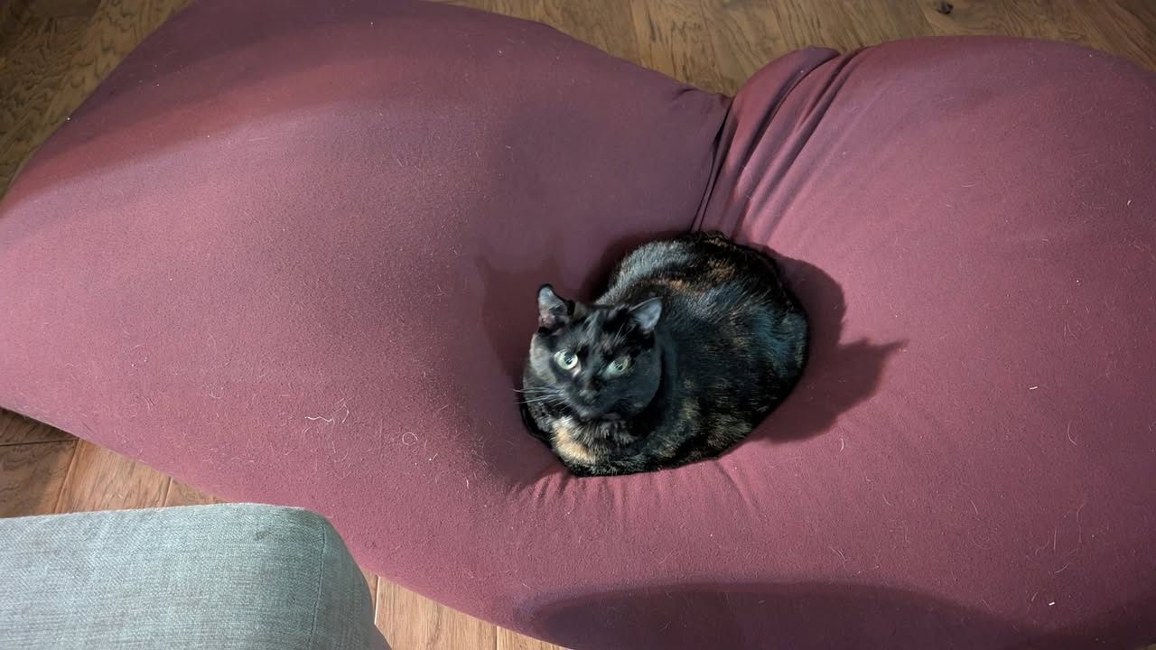 Lost Cat in Rocky Ridge NW