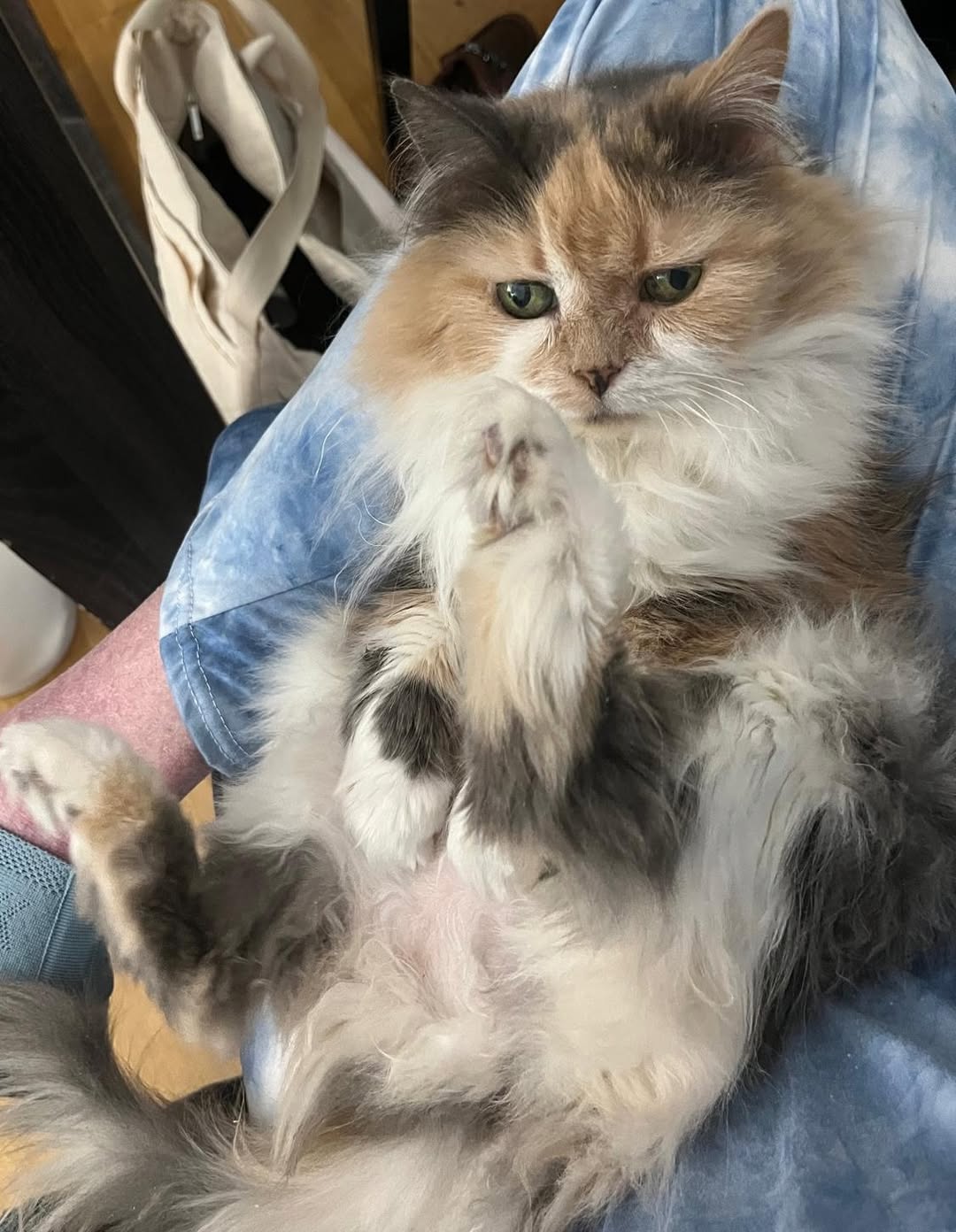 Lost cat