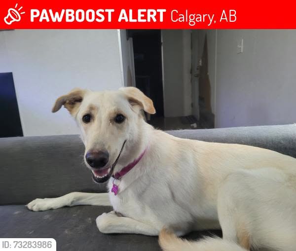 Lost Dog in Calgary