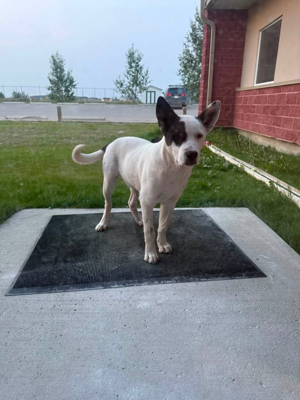 Found dog