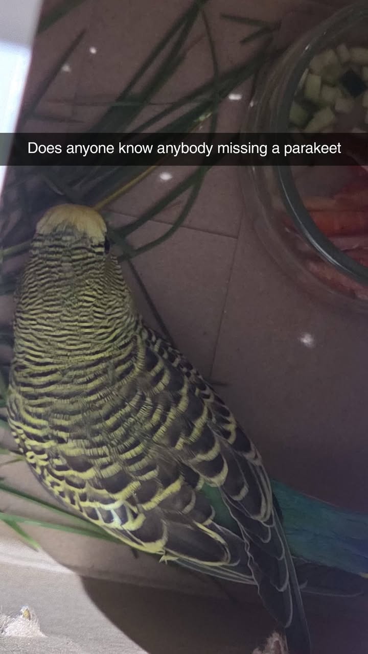 Found budgie