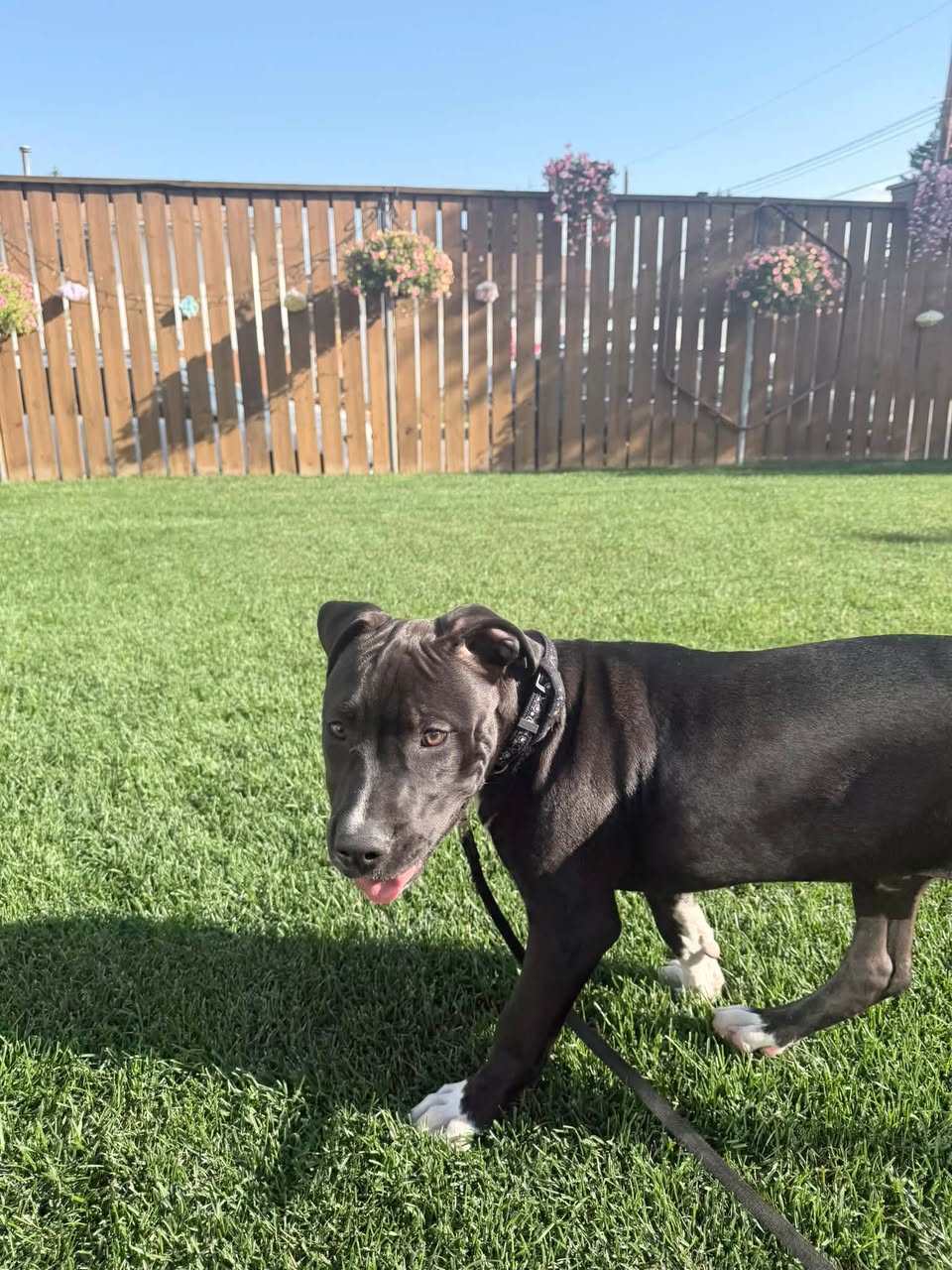 Found dog
