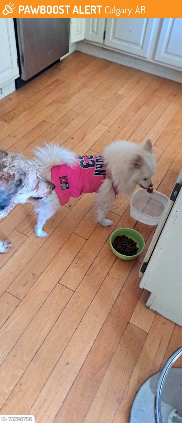 Found dog