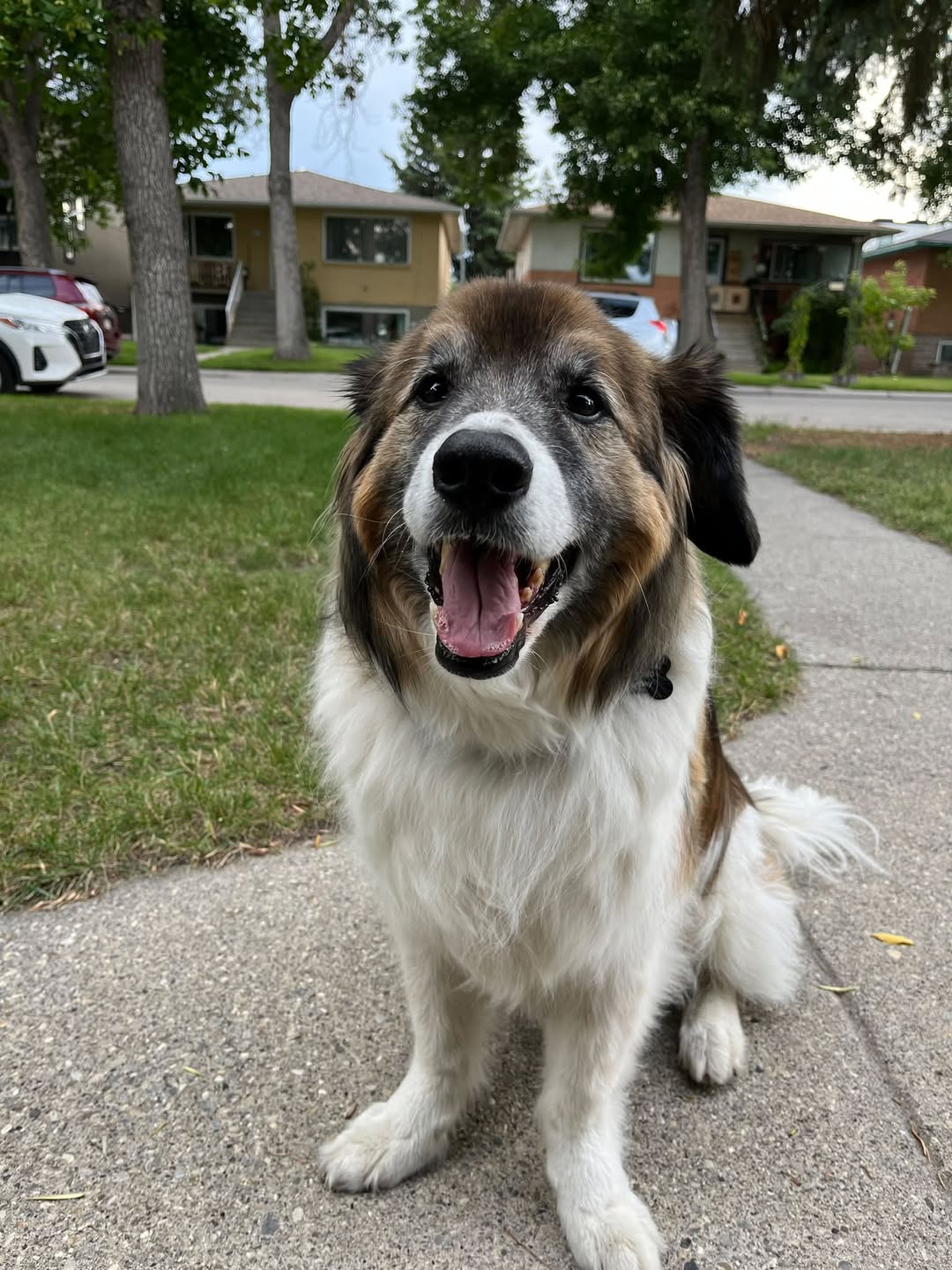 Found dog