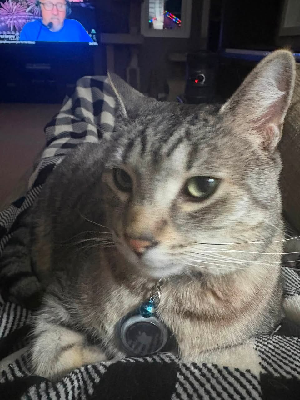 Lost Cat in New Brighton SE