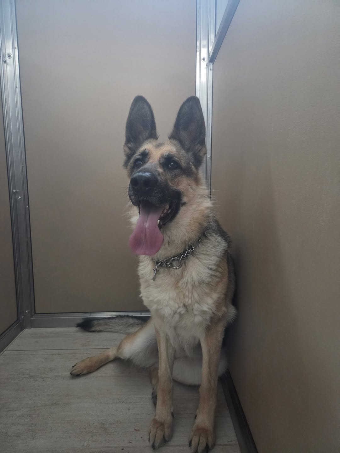 Found dog