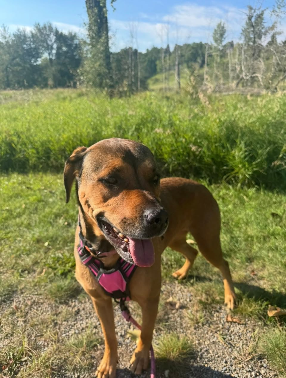 Lost dog